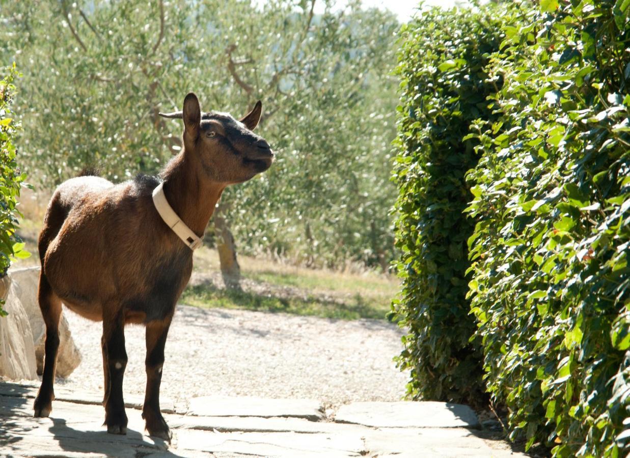 Tenuta Di Sorgnano Vakantieboerderij *
